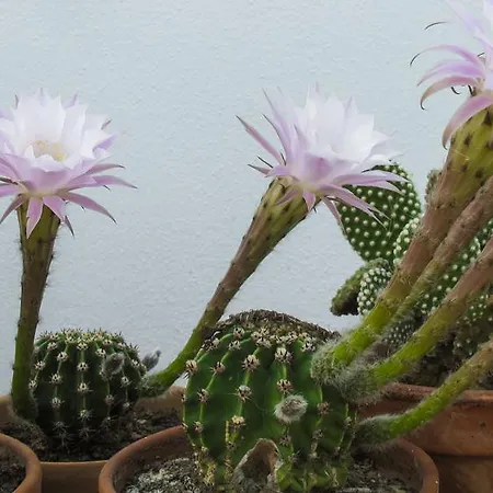 Sosta A Ponente Frühstückspension Matino