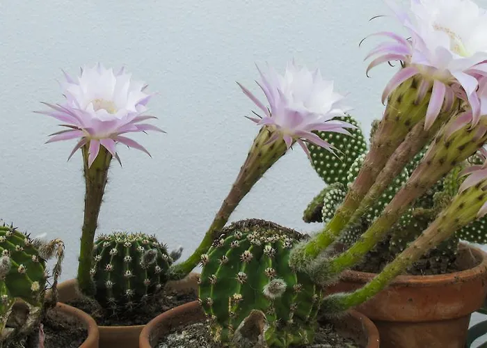 Sosta A Ponente Bed & Breakfast Matino